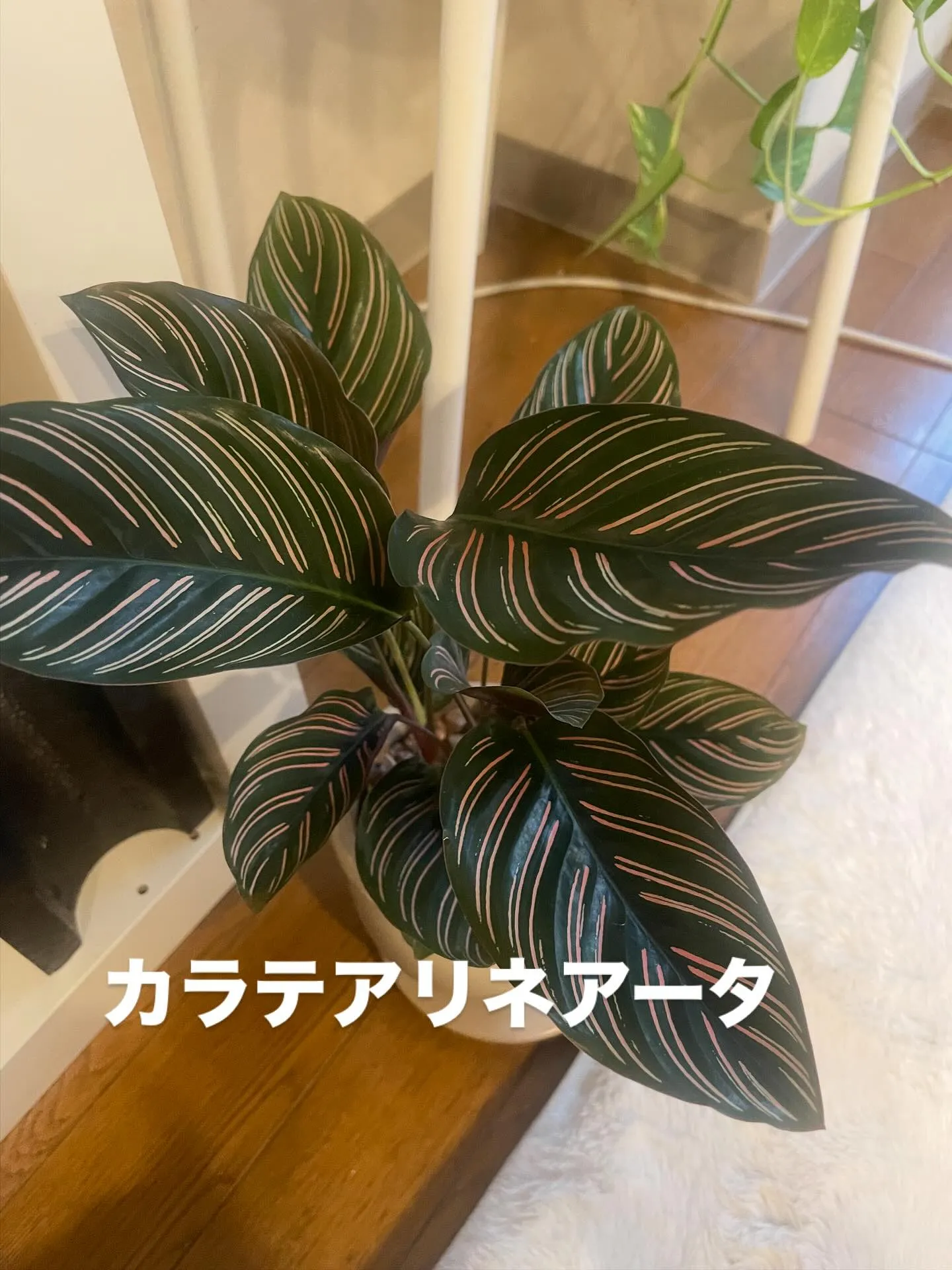 大阪市にある精神専門の訪問看護ステーション