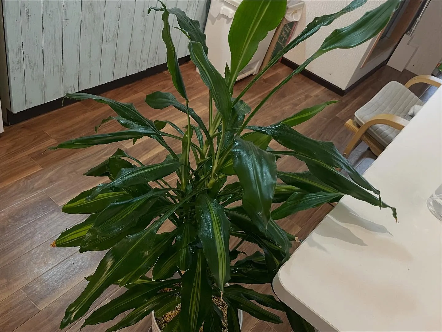 《新しい仲間を募集しています》