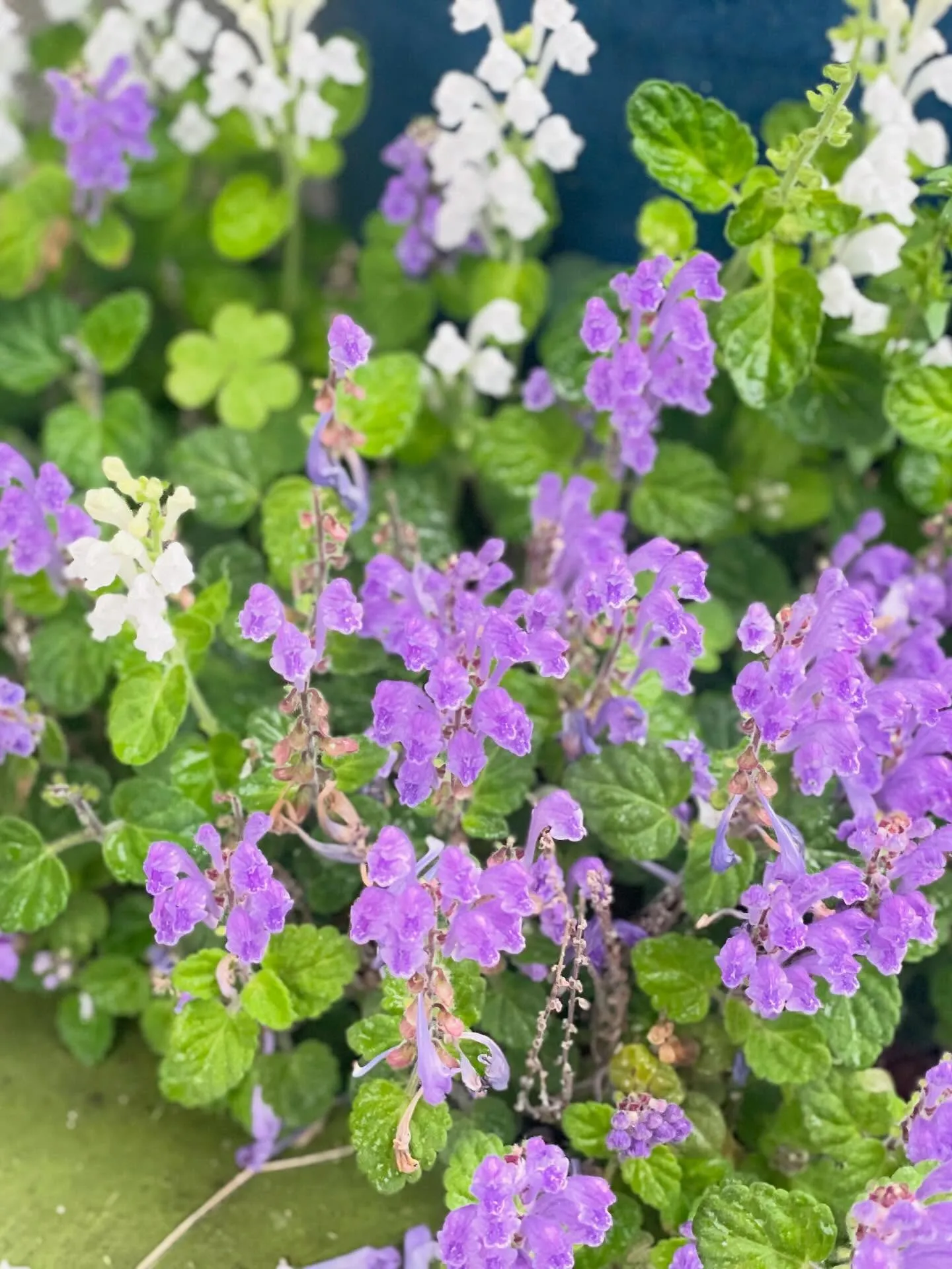 🌸訪問途中のとある風景🌸