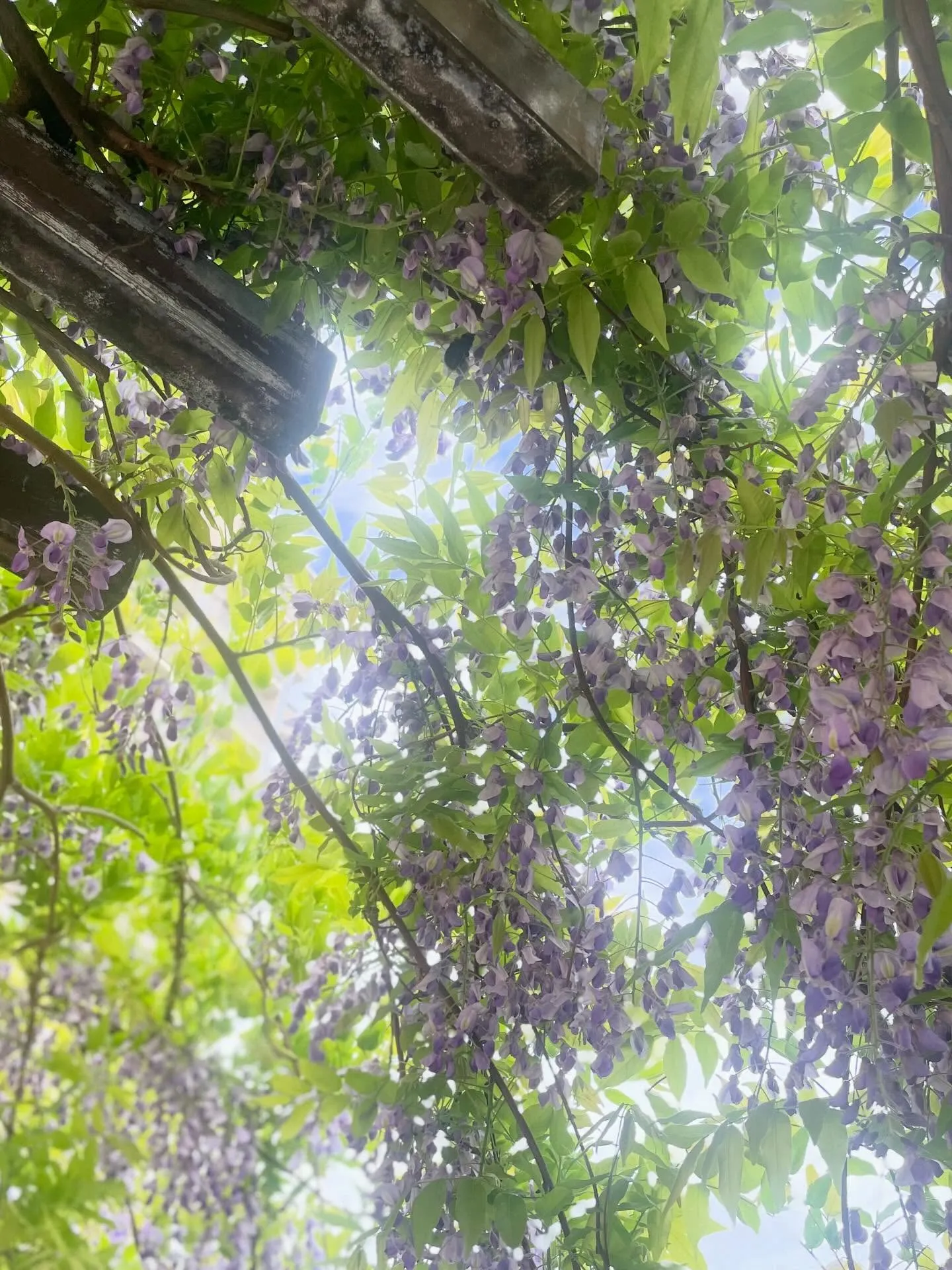 🌸訪問途中のとある風景🌸