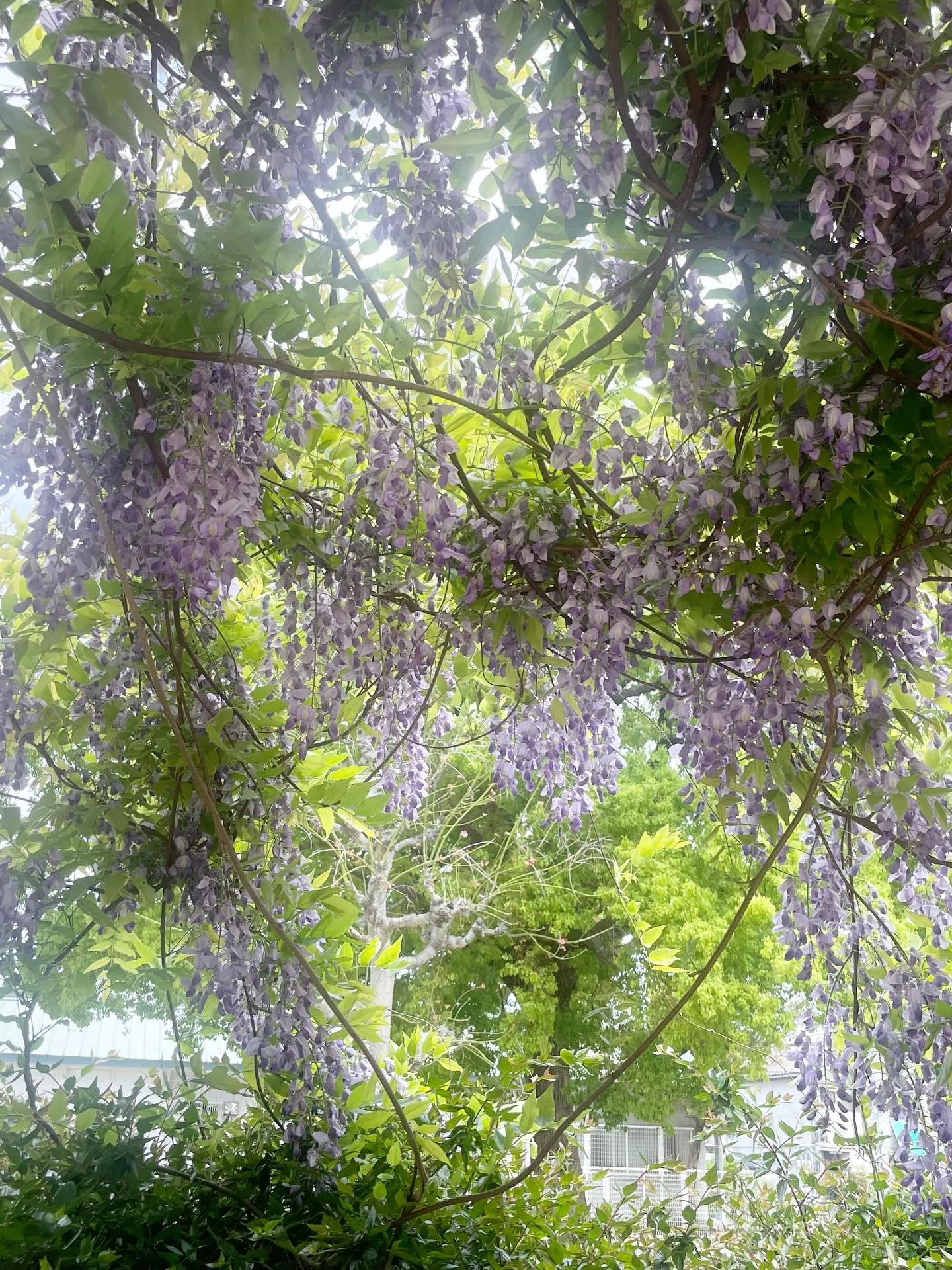 🌸訪問途中のとある風景🌸