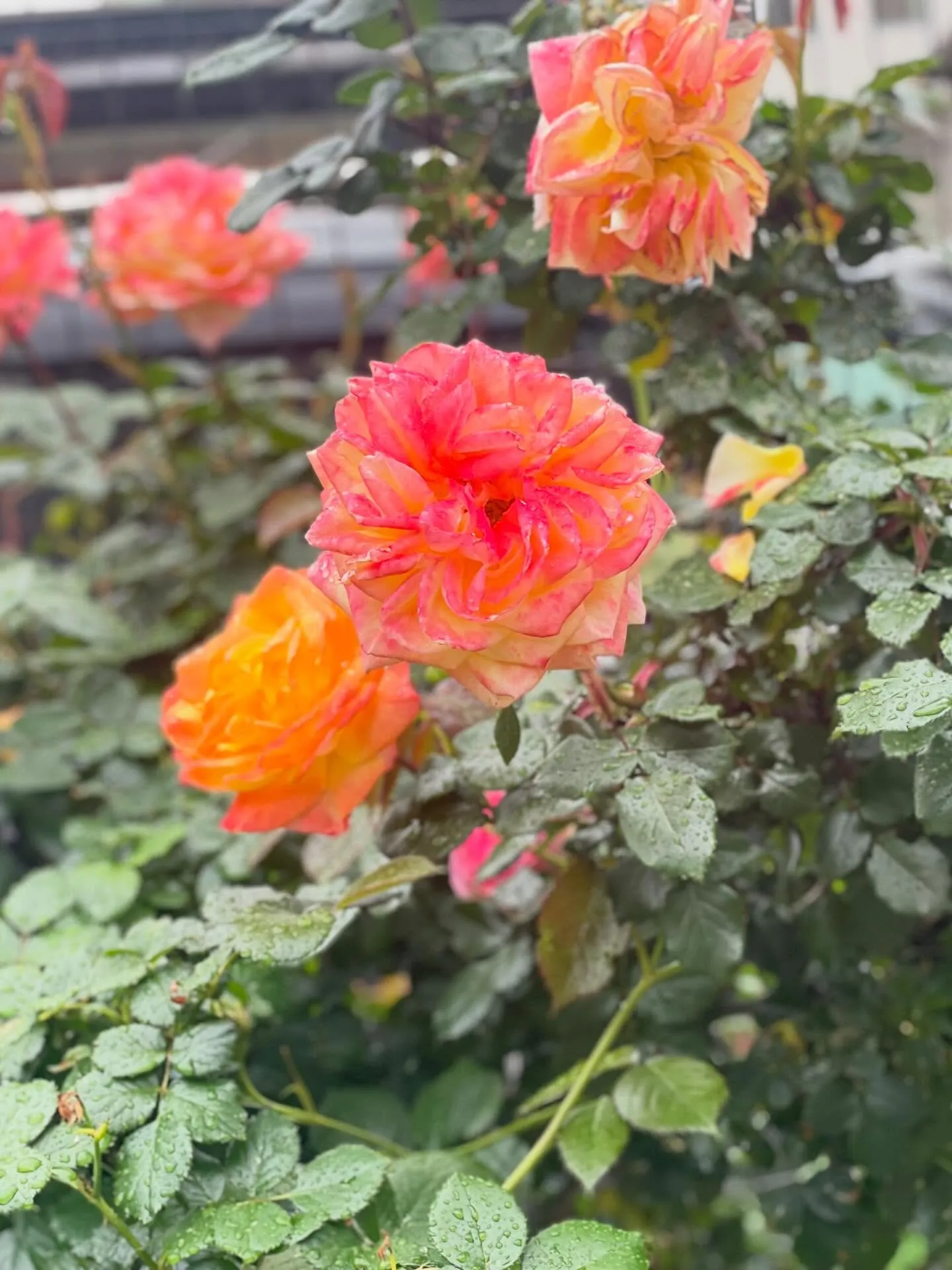 🌸訪問途中のとある風景🌸
