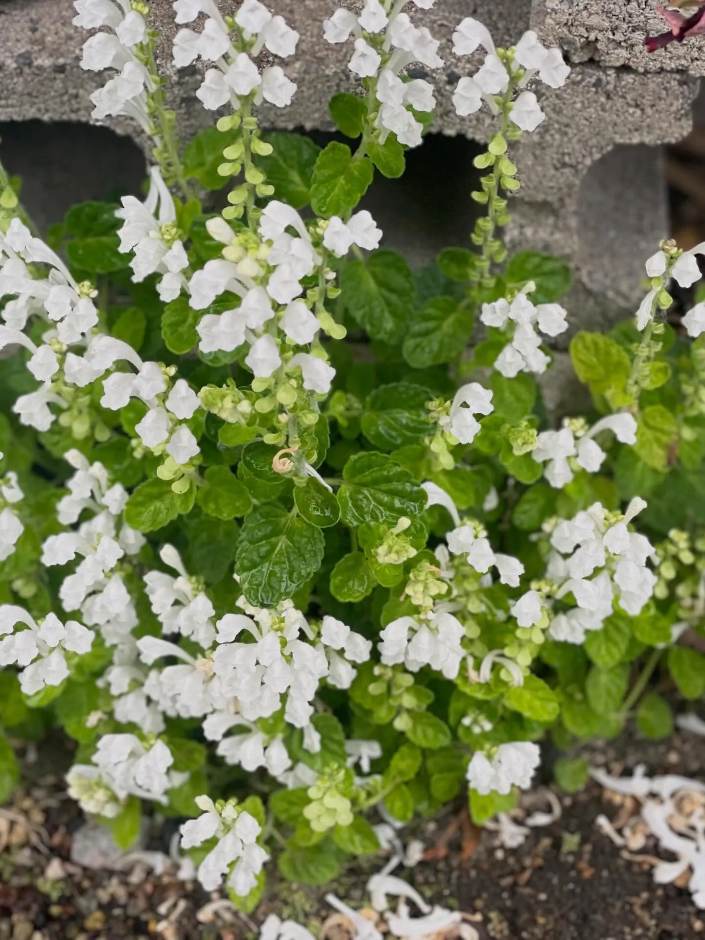🌸訪問途中のとある風景🌸