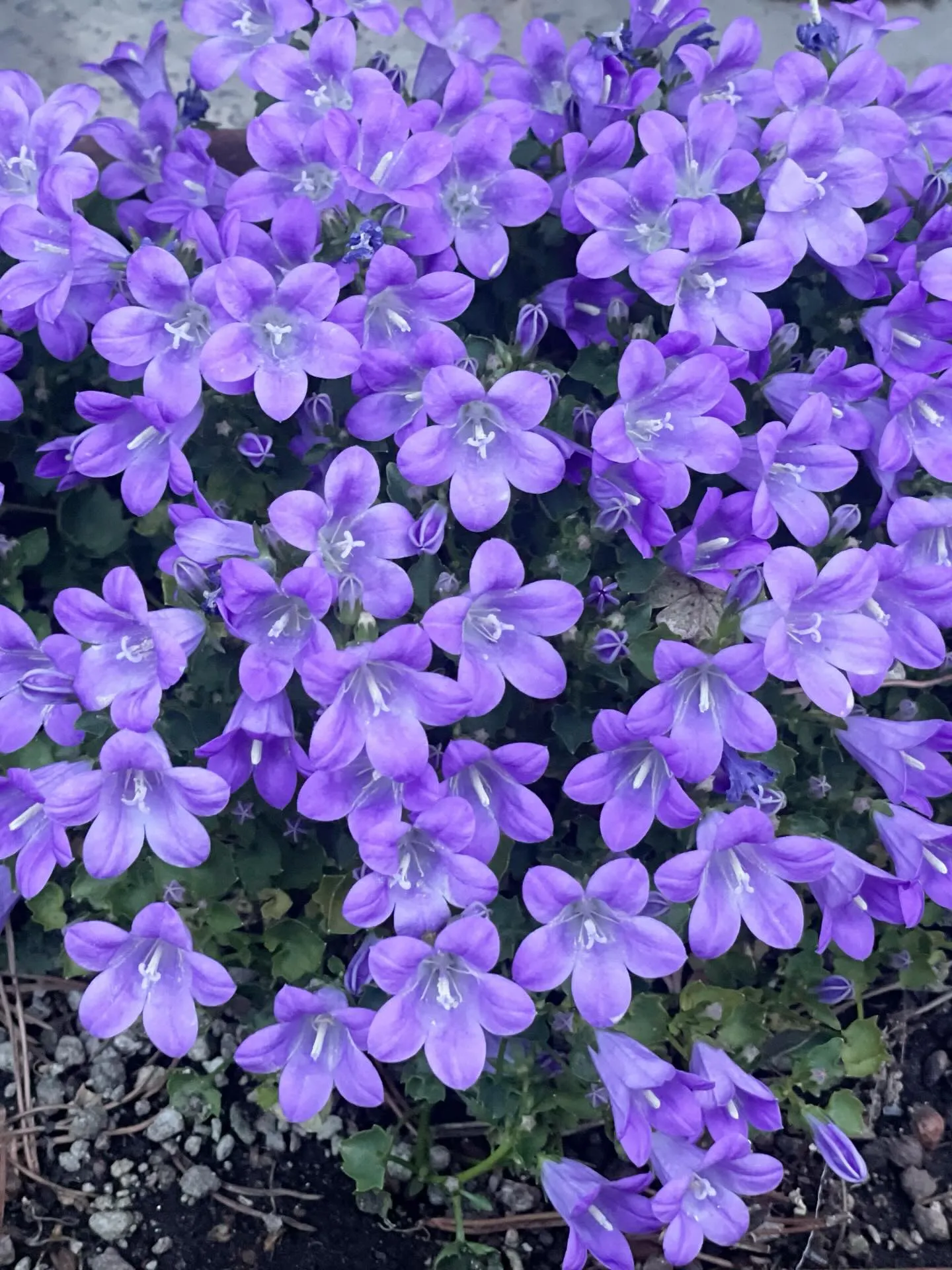 🌸訪問途中のとある風景🌸