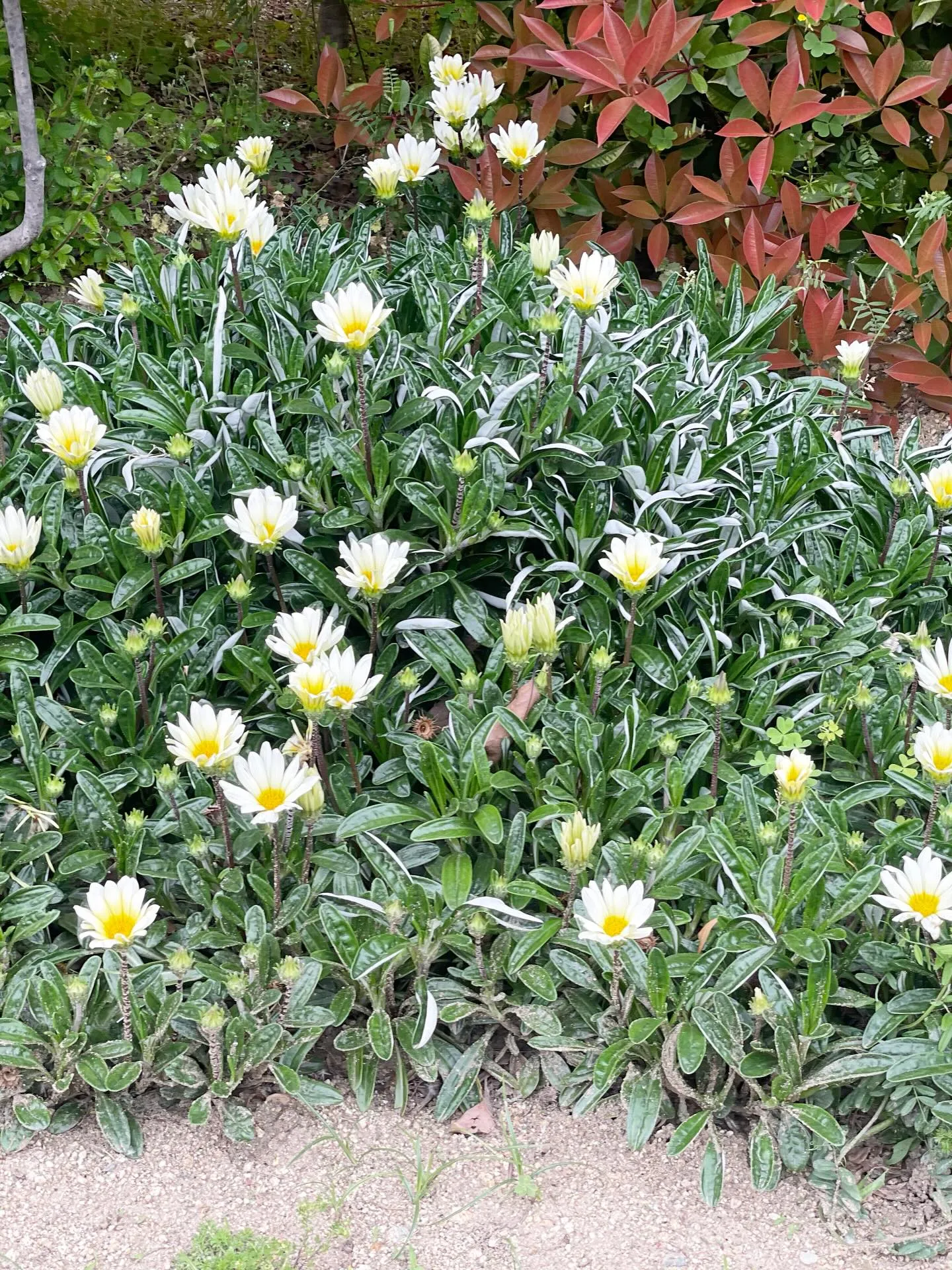 🌸訪問途中のとある風景🌸