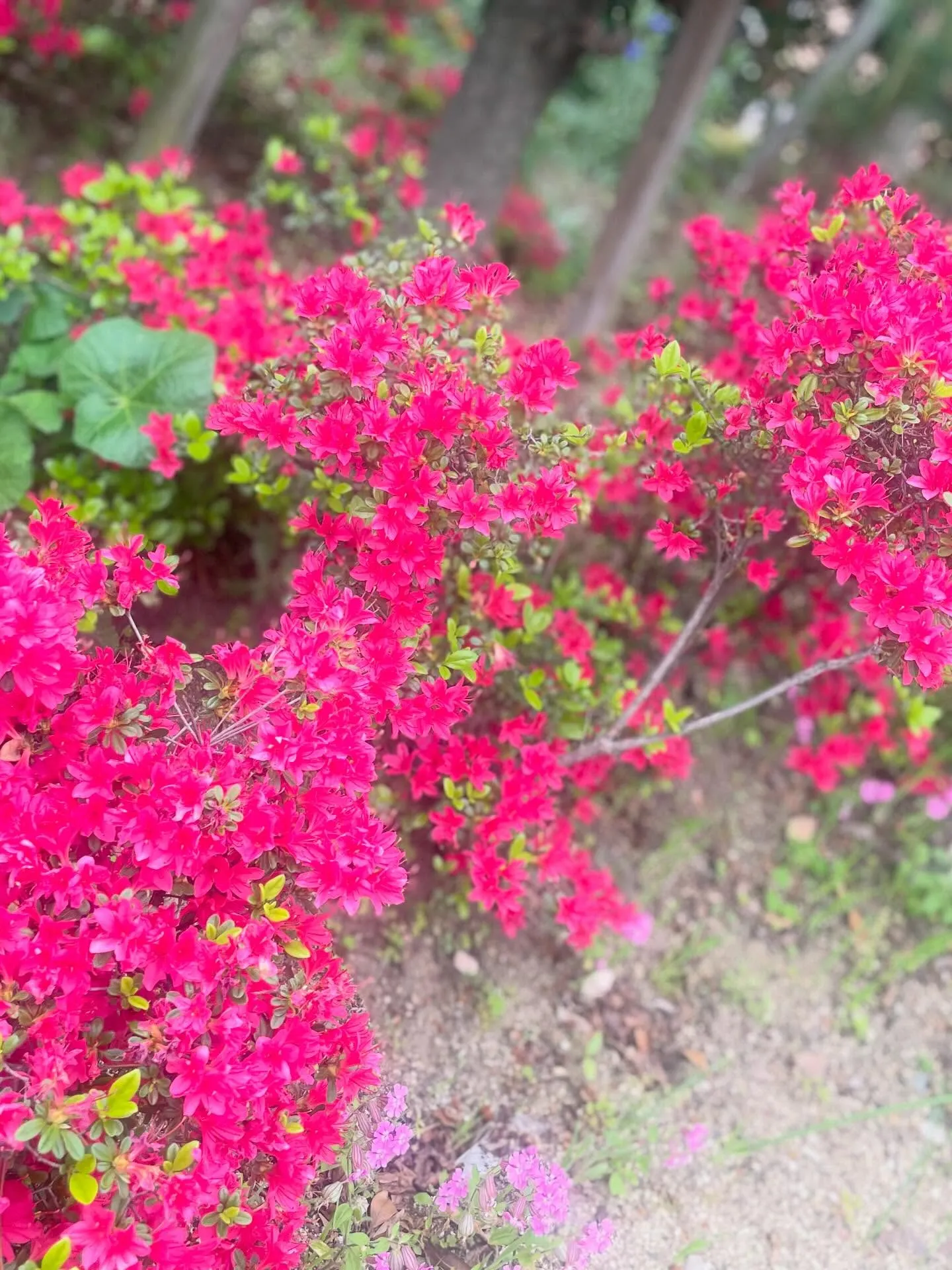 🌸訪問途中のとある風景🌸