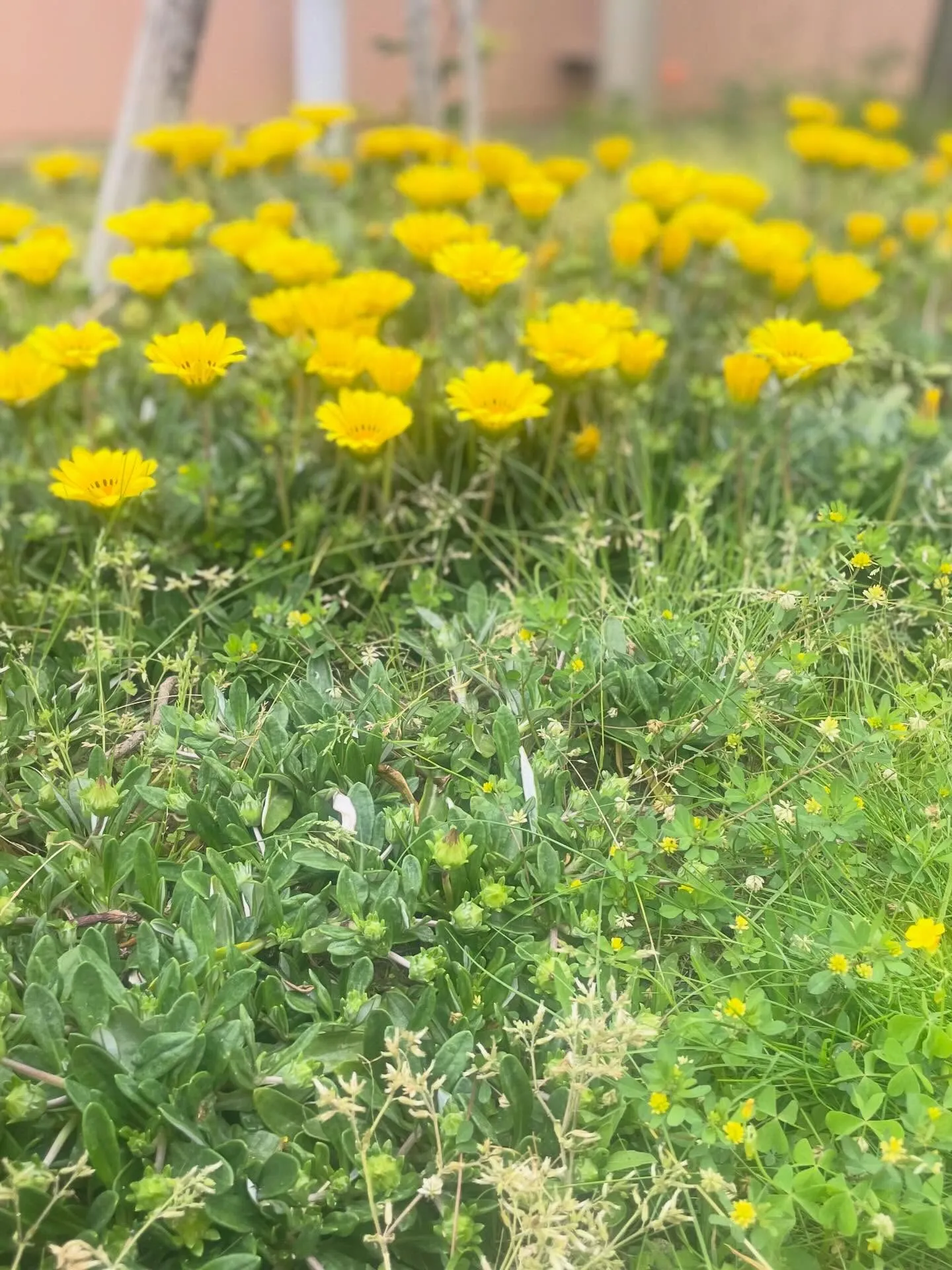 🌸訪問途中のとある風景🌸