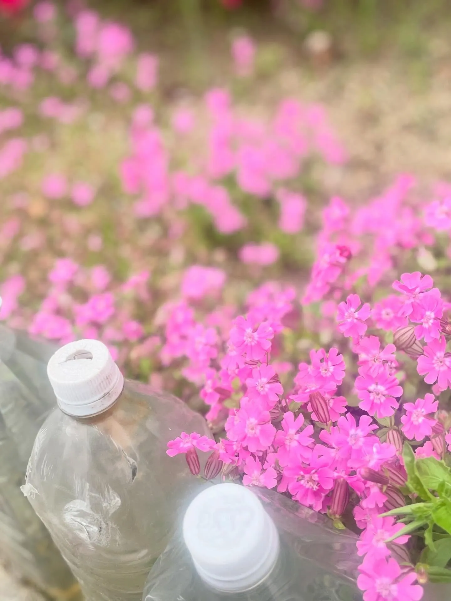🌸訪問途中のとある風景🌸