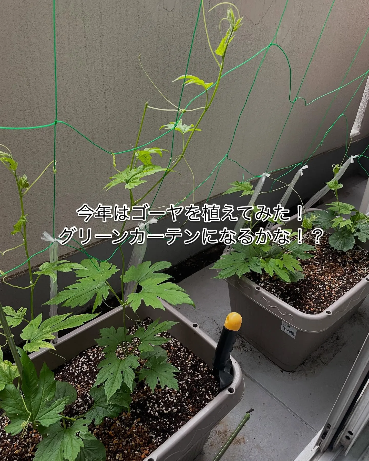 ゴーヤ&多肉植物たち〜！！